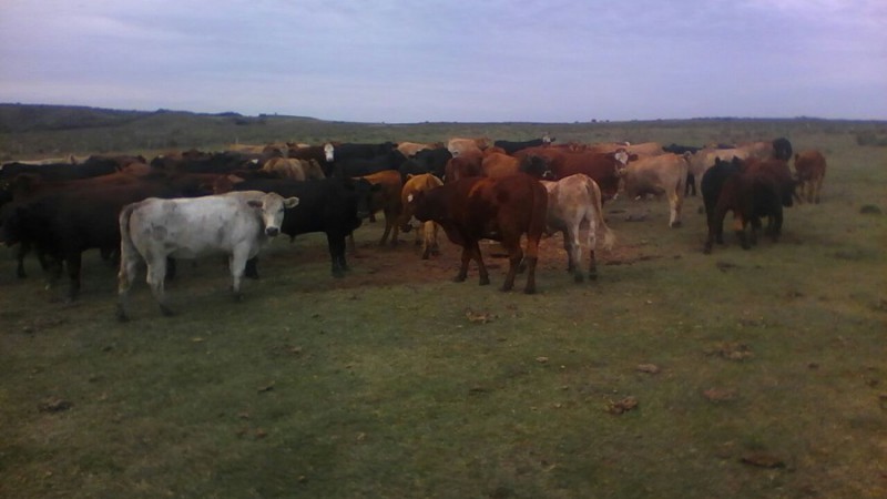 Celic promoveu leilão de bovinos na Região da Campanha